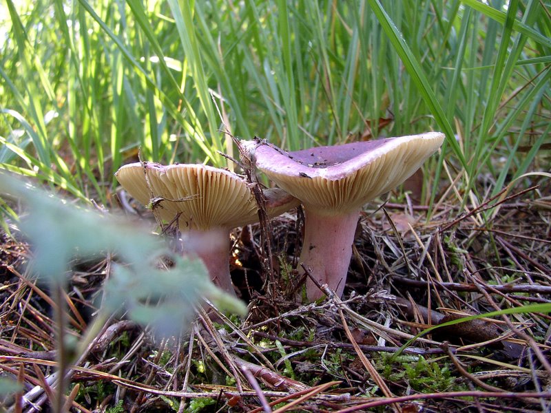 Russula drimeia